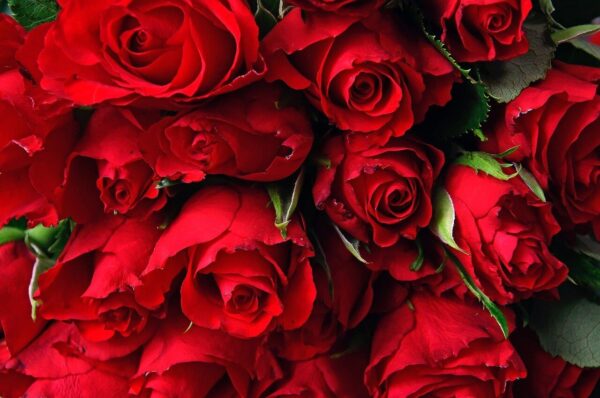 Roses