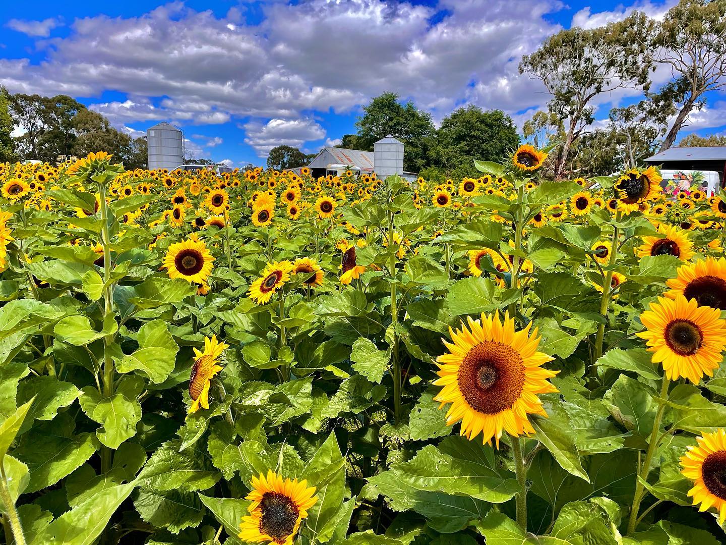 happy flowers