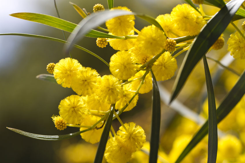 10 Beautiful Native Australian Flowers Perfect for any Occasion