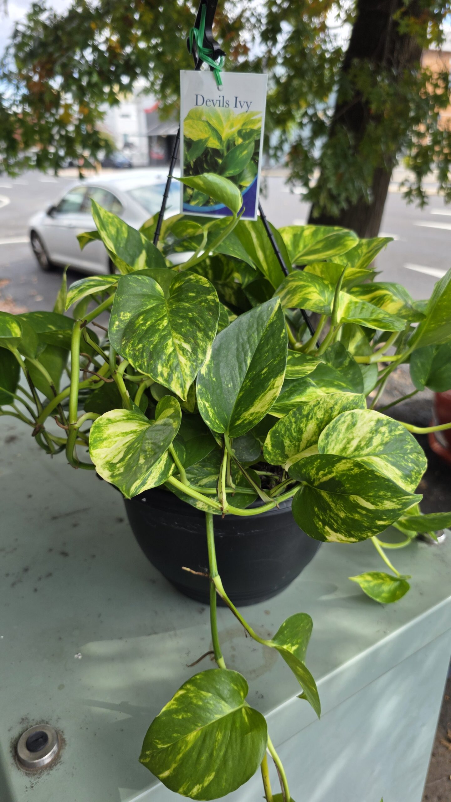 Devils Ivy - Image 2